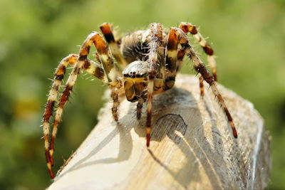 Close-up of spider on wood