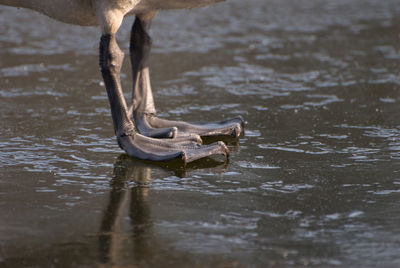 Close-up of crocodile in lake