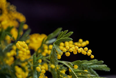 Close-up of yellow flowering plant against black background