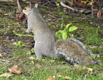 Squirrel on field