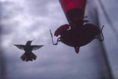 Close-up of a bird flying