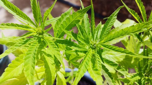 Close-up of cannabis plant