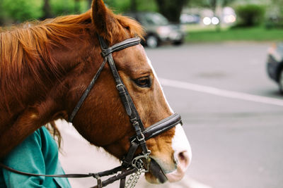 Close-up of horse on road