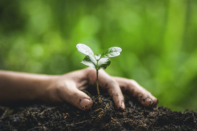 Close-up of hand holding plant