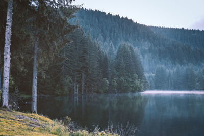 Pine trees by lake in forest against sky