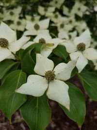 Close-up of white flowers blooming outdoors