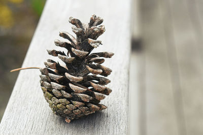 conifer cone