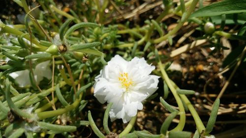 Close-up of white flowers blooming outdoors