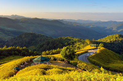 Mexican sunflower on doi mae u ko hill at sunset in winter, mae hong son province, thailand.