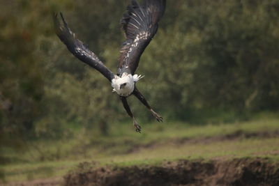 Close-up of eagle flying