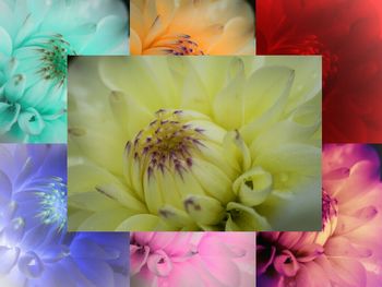 Close-up of yellow flower