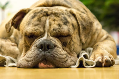 Close-up of bulldog sleeping on hardwood floor