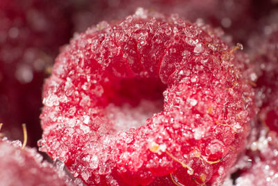 Close-up of red berries on plant