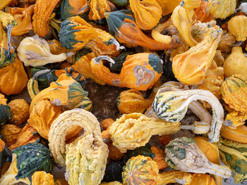 Full frame shot of pumpkins