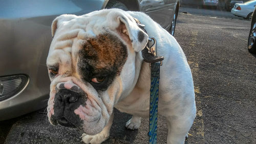 Close-up of dog looking at camera