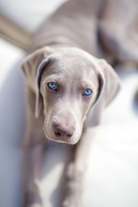 Close-up portrait of dog