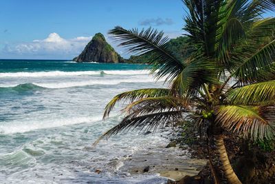 Palm tree on beach against sky
