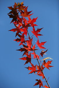 Low angle view of maple tree against clear blue sky