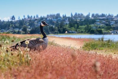 Canada goose on grassy field