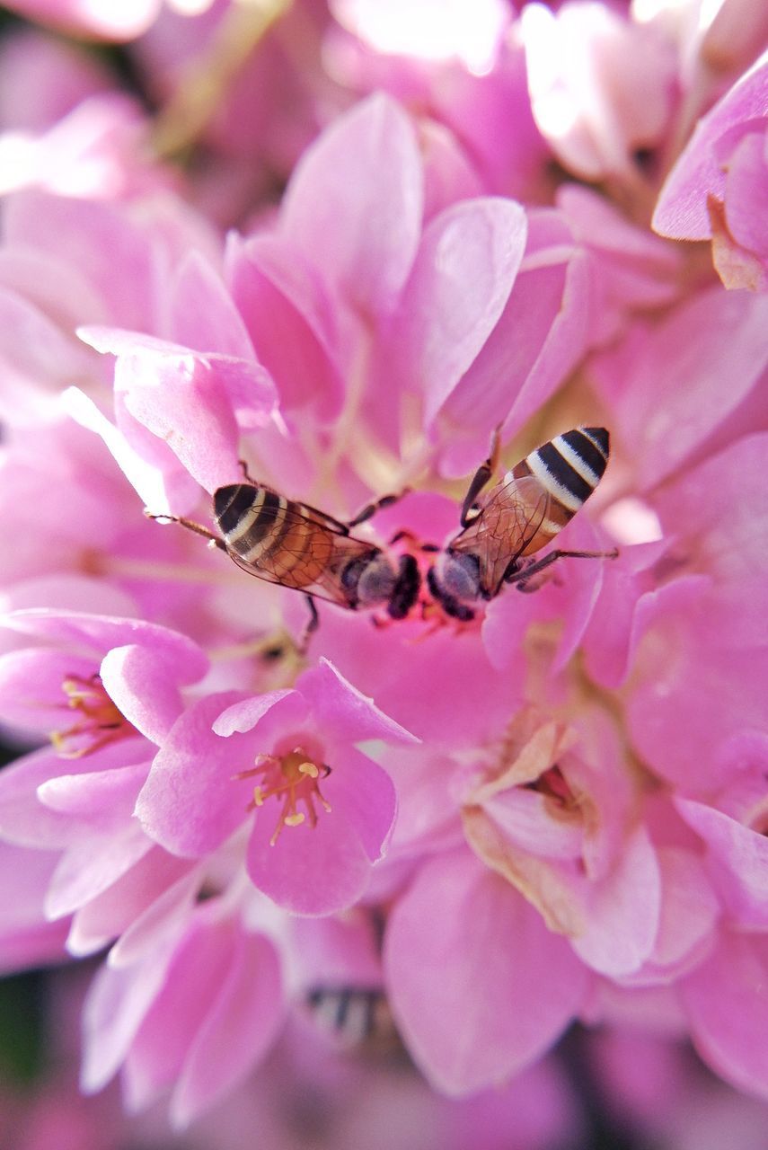 CLOSE-UP OF HONEY BEE POLLINATING ON PINK FLOWER