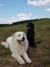 Dog on a field