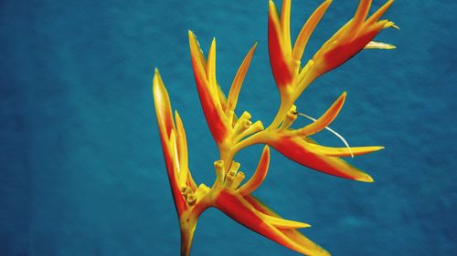 Close-up of orange flower against blue sky