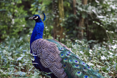 A peacock in the park