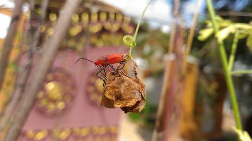 Close-up of grasshopper on plant