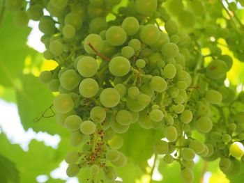 Close-up of grapes growing on tree