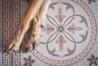 Low section of dog on tiled floor