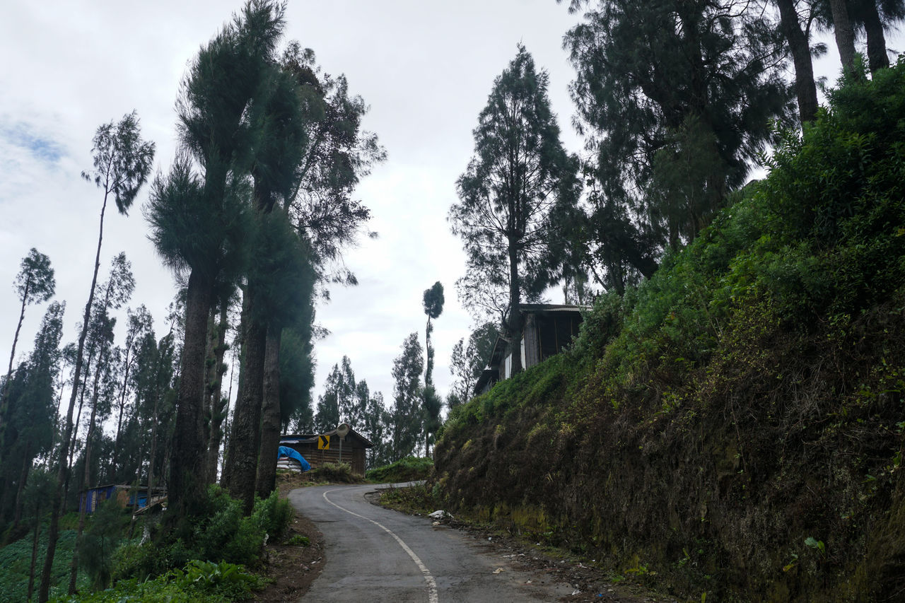 EMPTY ROAD ALONG TREES IN FOREST