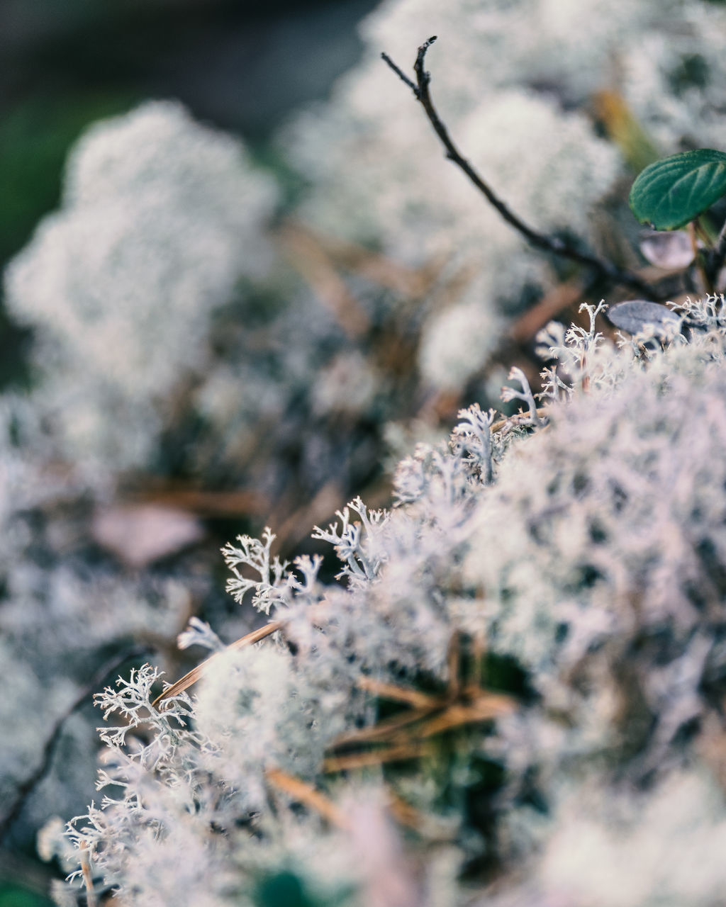 CLOSE-UP OF FROZEN PLANT AGAINST SNOW