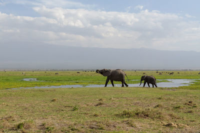 Horses on a field