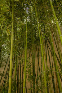 Low angle view of bamboo trees in forest