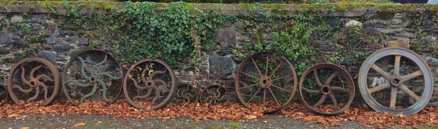 Ivy growing on abandoned wall