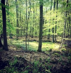 Trees in forest