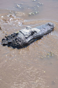 American alligator swims in the louisiana bayou on a sunny day