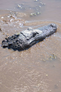 Close-up of crocodile in lake