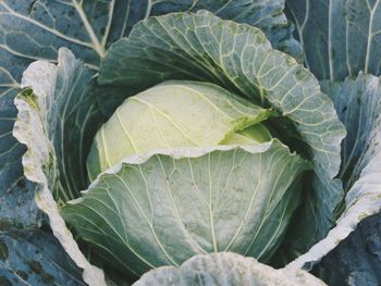 Close-up of fresh cabbage