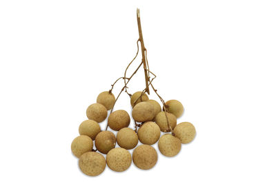 Close-up of eggs against white background