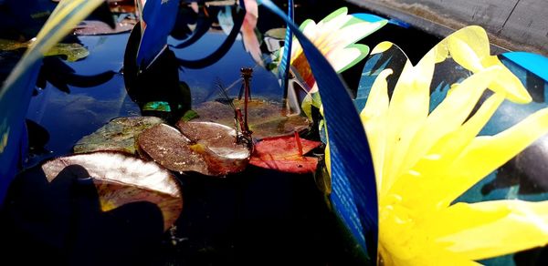 Close-up of yellow fish in water
