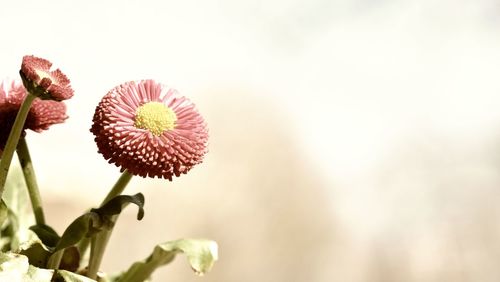 Close-up of flowering plant