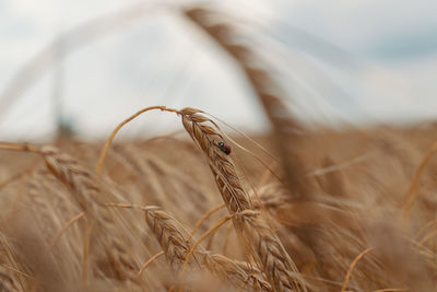 Close-up of wheat crop on field