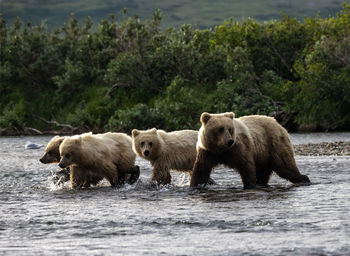 brown bear