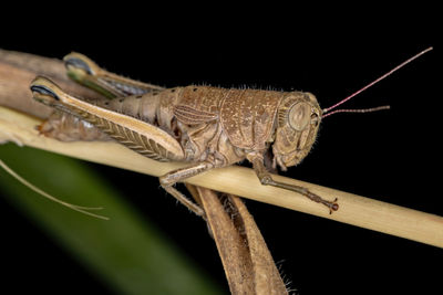 Close-up of insect on wood