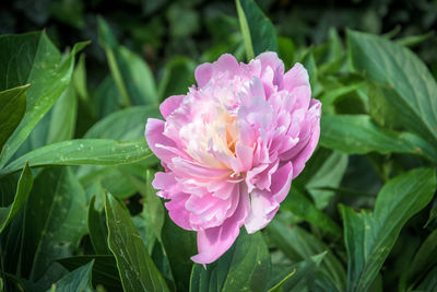 Close-up of pink flower