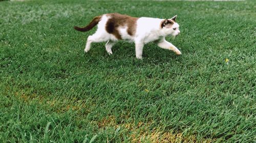 High angle view of a dog on field