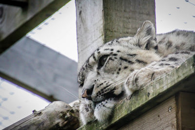 Cat sleeping in a zoo