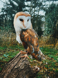 Close-up of bird perching on tree trunk