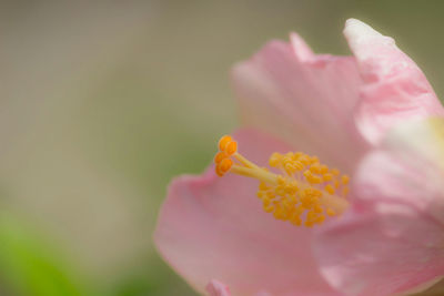 Close-up of pink flower blooming outdoors